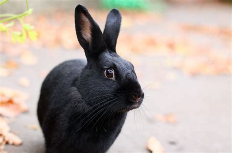 Thrianta Rabbit Your Ultimate Guide To This Unique Breed Everbreed