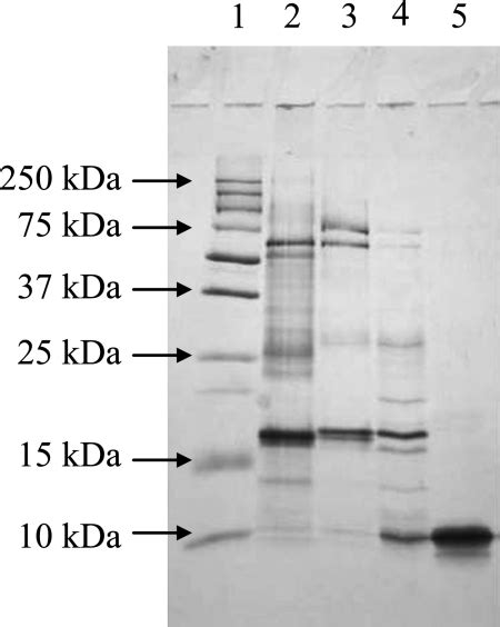 Sds Polyacrylamide Gel Electrophoresis Of The Proteins In Each Download Scientific Diagram