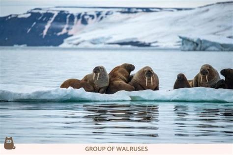 Differences Between Seal vs. Sea Lion vs. Walrus - Characteristics With ...