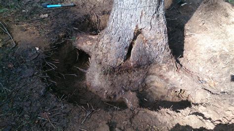 Как выкорчевать корни: Как избавиться от пней и корней деревьев на ...