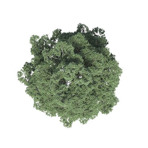 Premium Photo Tree Top View Isolated On White Background 3d