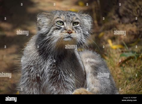 Manul hi-res stock photography and images - Alamy
