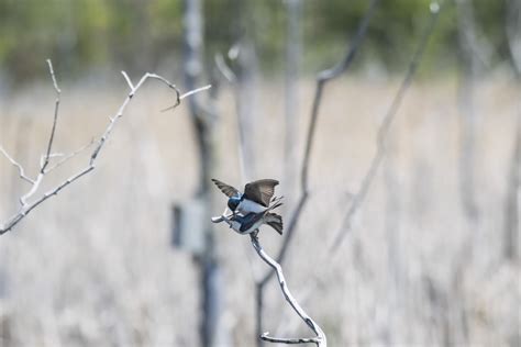 Banco De Imagens árvore Natureza Ramo Inverno Pássaro Flor