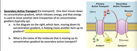 Solved Primary Active Transport Secondary Active Transport | Chegg.com