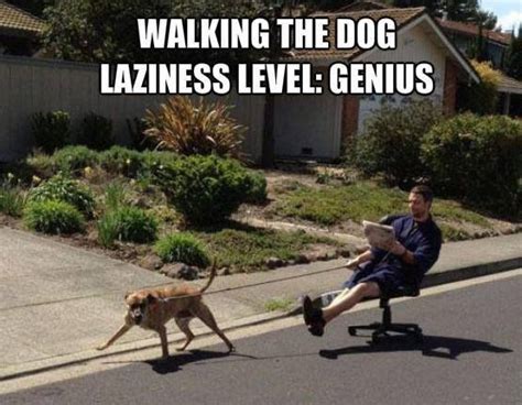 Walking The Dog | Dog walking, Funny dogs, Dog memes