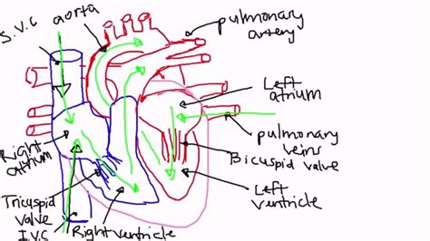 Pathway Of Blood Flow Through The Heart YouTube