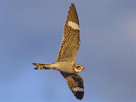 Common Nighthawk Ebird