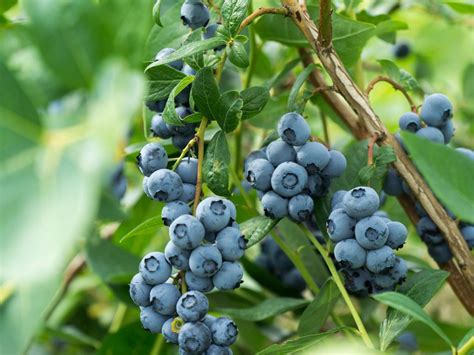 Growing Blueberry Bushes Tips For Blueberry Plant Care Gardening