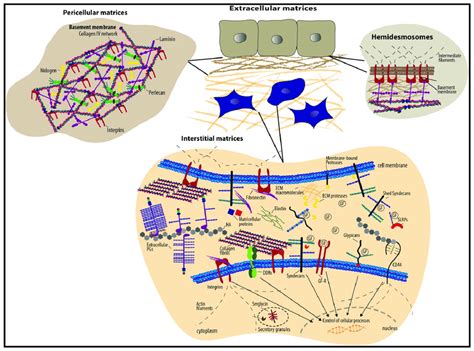 Schematic Representation Of The ECM Structure Consisting Of Two Major