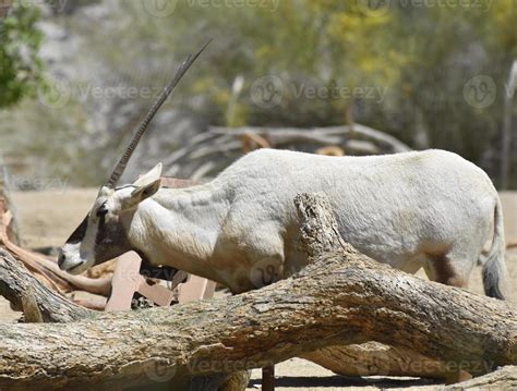 Arabian Oryx With Very Long Straight Horns 9600018 Stock Photo at Vecteezy