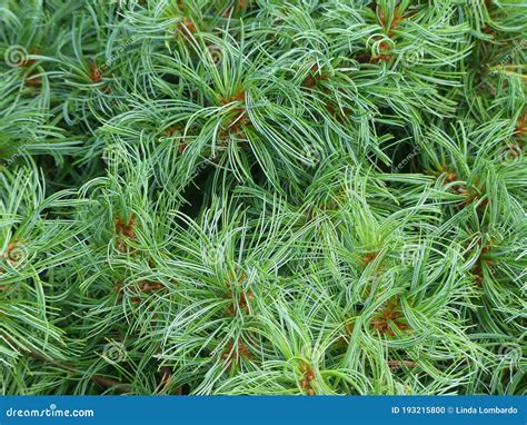 Curly Dwarf White Pine Or Witch S Broom Stock Photo Image Of Pattern