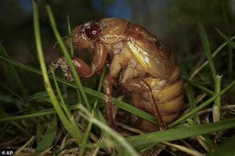 What Do Cicadas Do Everything You Need To Know About Sex Crazed Insects As Emergence Begins