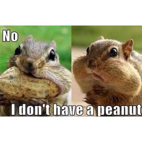 No I Dont Have A Peanut Funny Animals Funny Animal Memes Cute