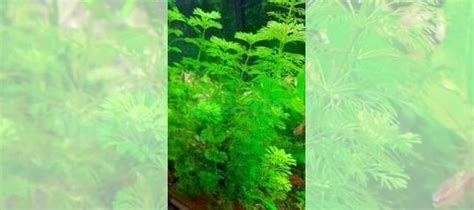 Аквариумные растения купить в Нижнем Новгороде | Животные и зоотовары ...