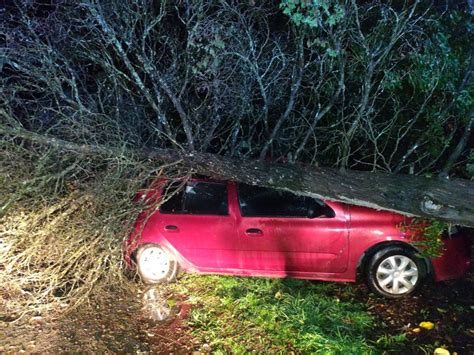 Un árbol se desplomó sobre un vehículo Diario El Cordillerano