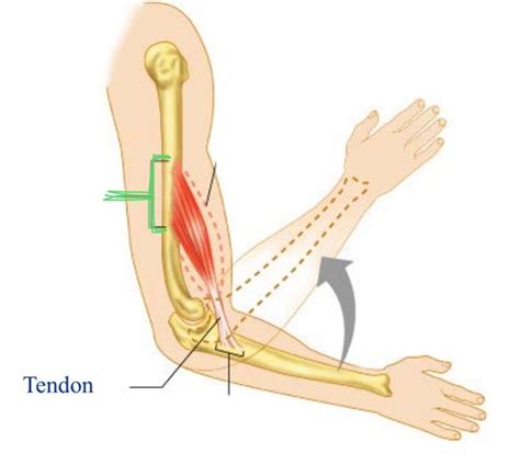 Muscle Movement Flashcards Quizlet