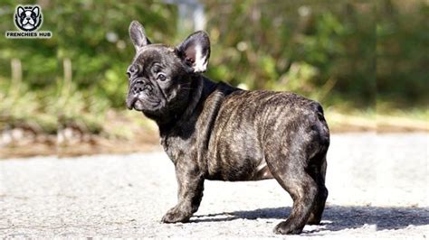 Explore Brindle French Bulldogs: Traits, Tips, and Insights - Frenchies Hub