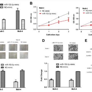 Overexpression Of MiR 153 3p Inhibits ALL Cell Proliferation