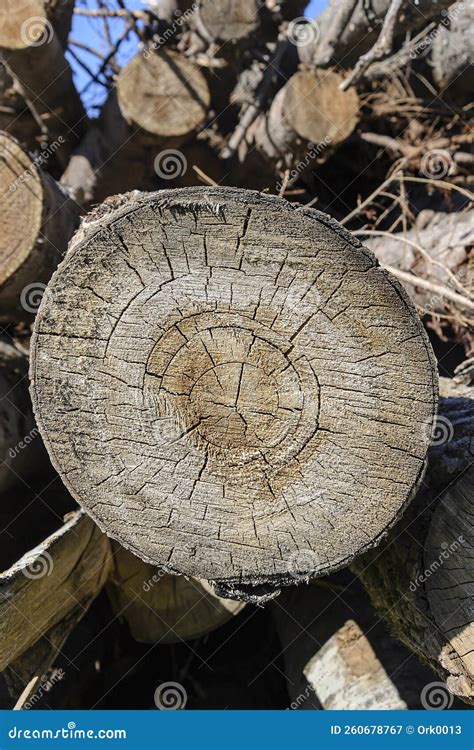 Round Section Of A Tree Trunk Stock Image Image Of Annual Concentric