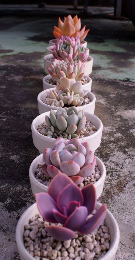 60+ DIY Indoor Succulent Arrangements Ideas 2019 - Page 30 of 61 ...