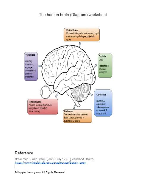 The Human Brain Diagram Worksheet Happiertherapy