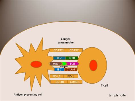 T Cell Response In Melanoma Co Stimulatory And Co Inhibitory Signals