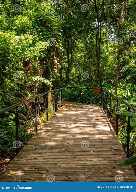 Ponte De Madeira No Meio Da Natureza Foto De Stock Imagem De Campo