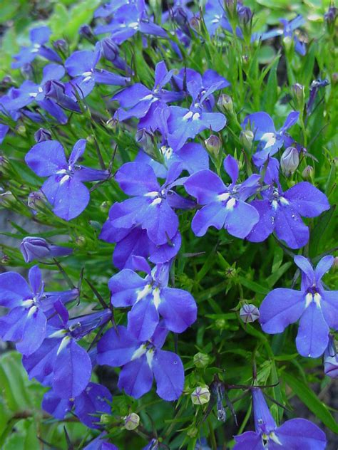 Lobelia Erinus Edging Lobelia Plantinfo