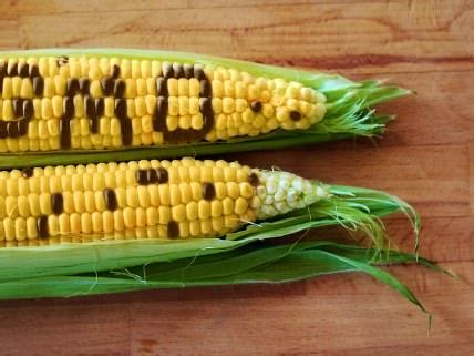 The GMO Debate Heats Up Again Reason