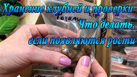 Хранение клубней глоксинии и проверки. Что делать, если появляются ...