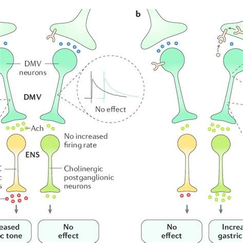 The Brainstem Neurocircuit Comprising Vagovagal Reflexes Vagal