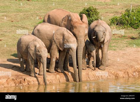 African Bush Elephants Loxodonta Africana Herd With Baby Elephant