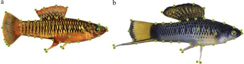 Geometric Morphometric Landmark Configurations Landmarking Scheme For