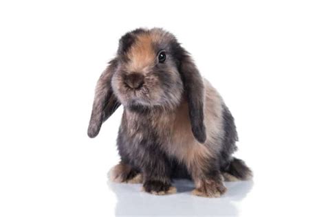 How Big Do Mini Lop Rabbits Get?