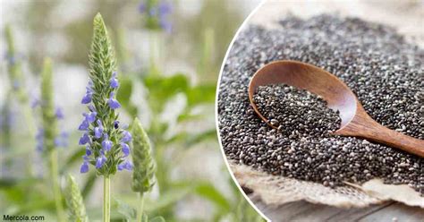 Growing Chia Seeds How To Grow Chia Seeds In Your Garden