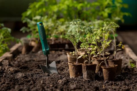 What Gardening Equipment Do You Need to Start a Garden? | Eagle Rentals