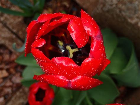 Free Images Flower Petal Tulip Red Botany Flora Close Up Macro