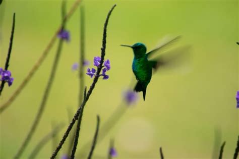 Premium Photo | Flora y fauna de Colombia