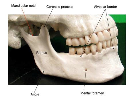 Ppt Incisive Foramen Powerpoint Presentation Free Download Id 6875522