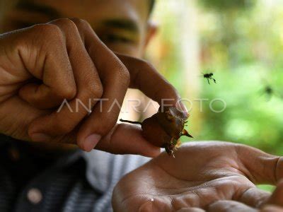 Produksi Madu Dari Lebah Trigona Antara Foto