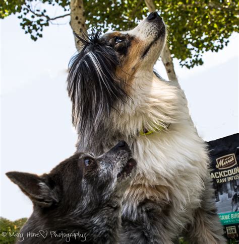 Merrick Backcountry dog food review - Tales from the Backroad