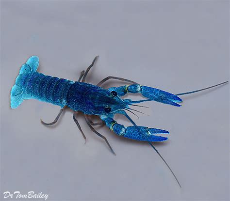 Premium Blue Lobster