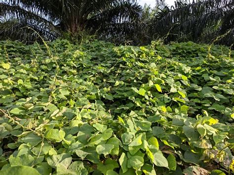 Foto de Plantas De Mucuna Bracteata Cultivadas Em Plantações De Dendê e