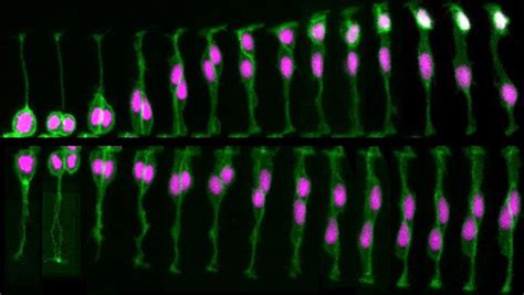 Forming and Producing New Neurons