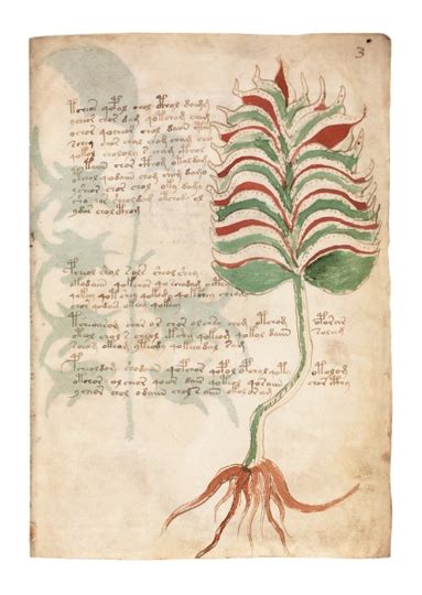 Das Voynich Manuskript Faksimile