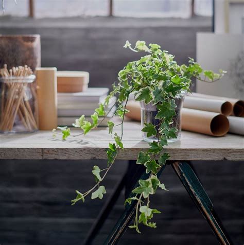 Las Plantas De Interior Colgantes Más Decorativas Para Tu Casa