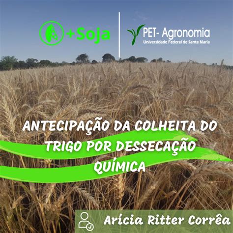 Antecipação da Colheita do Trigo por Dessecação Química PET Agronomia