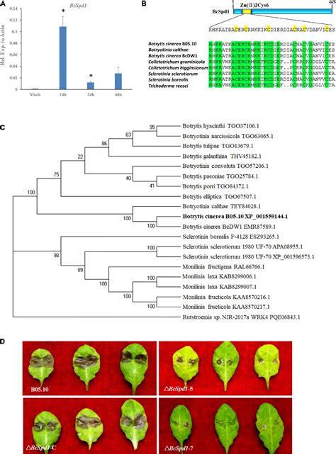 Frontiers The Necrotroph Botrytis Cinerea Bcspd1 Plays A Key Role In Modulating Both Fungal