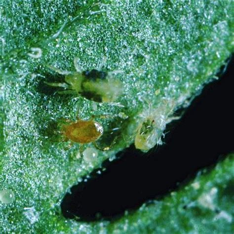 Spider Mite Predators 3 Variety Blend The Soil Makers