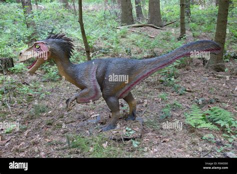 Troodon Hi Res Stock Photography And Images Alamy